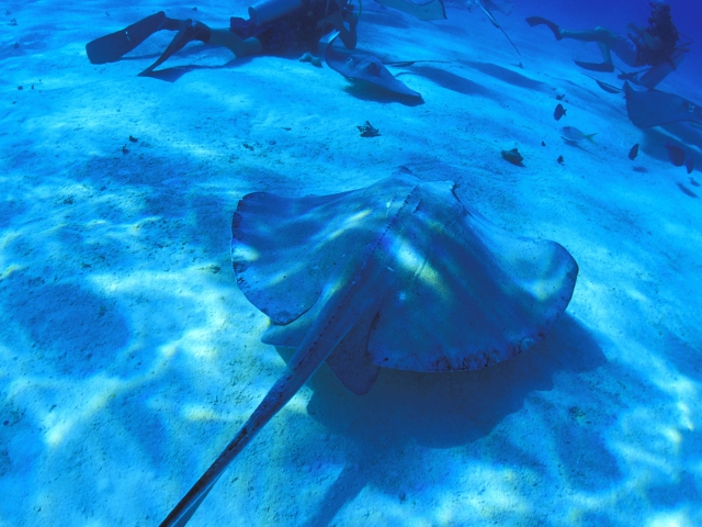 Diving Exuma Bahamas