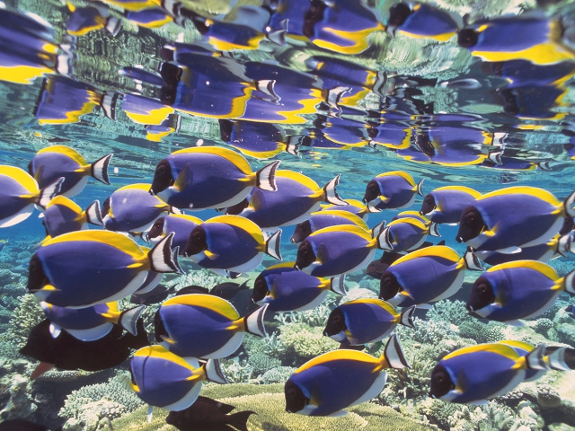 Snorkeling February Point Exuma Bahamas