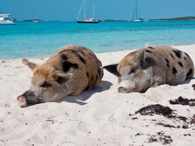 Swimming with the Pigs in Exuma Bahamas