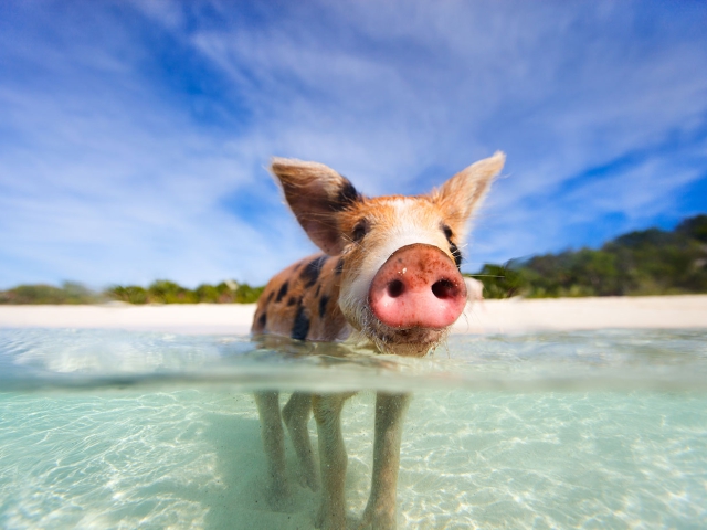 Swimming with the Pigs Exuma Bahamas
